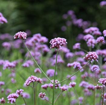 Totalt antal: 42 st Verbena bonariensis