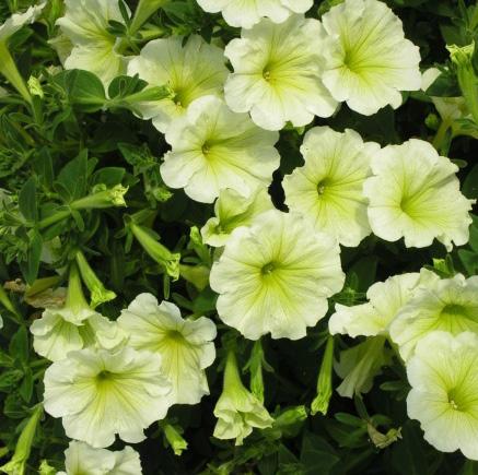 5 Totalt antal: 20 st Petunia