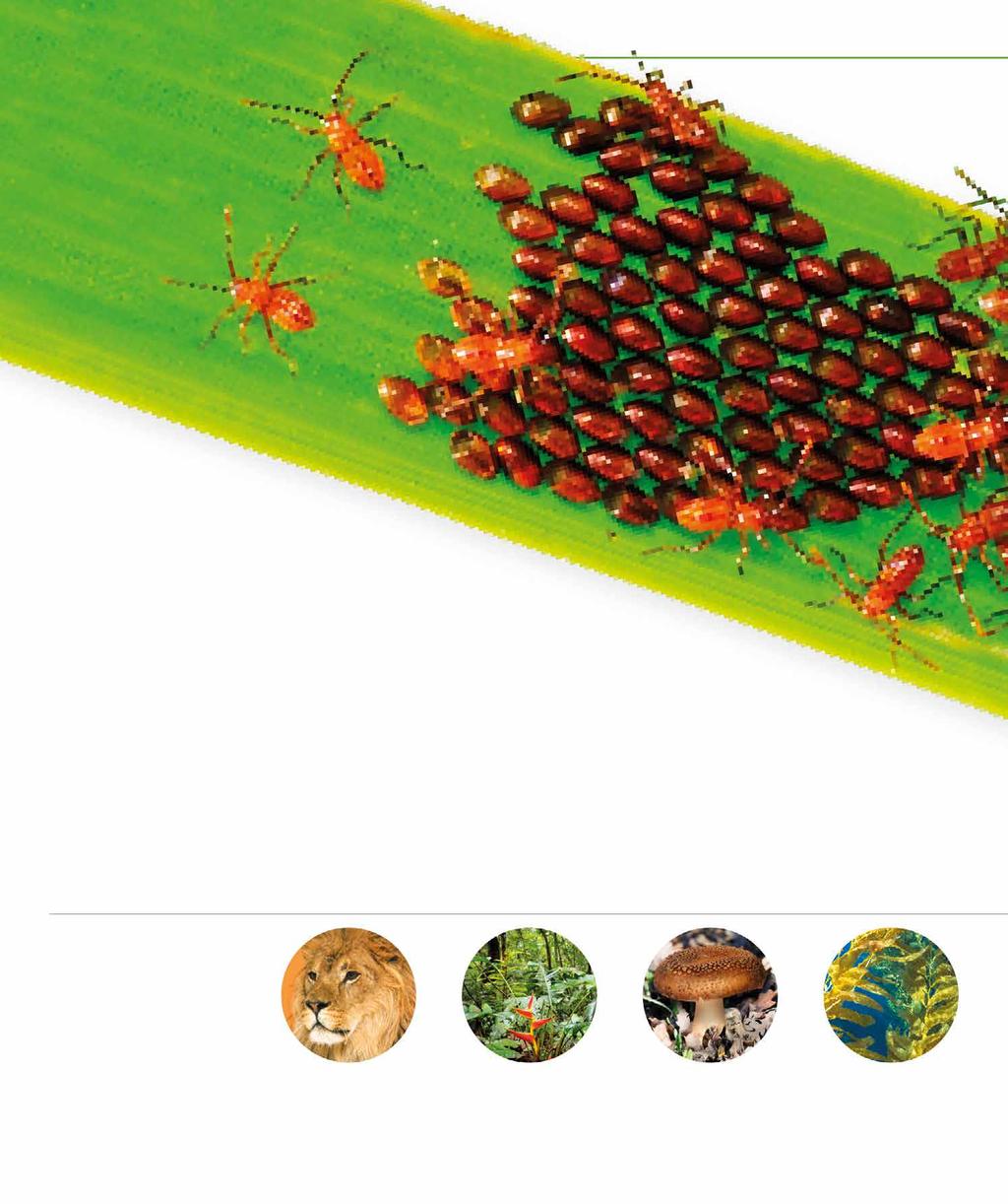 Növekedés A fiatal karimáspoloskáknak növekedés közben le kell vetniük a bőrüket. Ezt ötször teszik, mire elérik a felnőttkort. AZ ÉLET KIALAKULÁSA Az élet 3,7 milliárd évvel ezelőtt kezdődött.