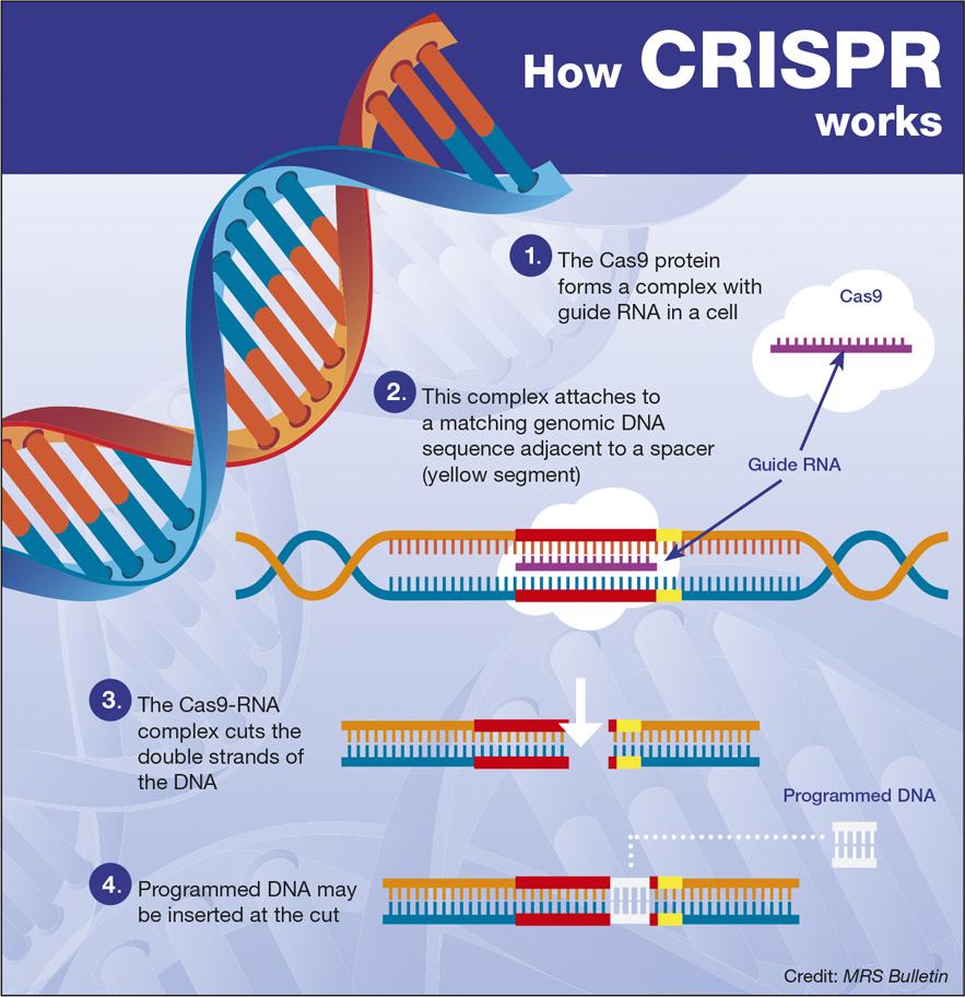 CRISPR-CAS Need to provide both the enzyme and the guide RNA to the cell Need to design the guide RNA to