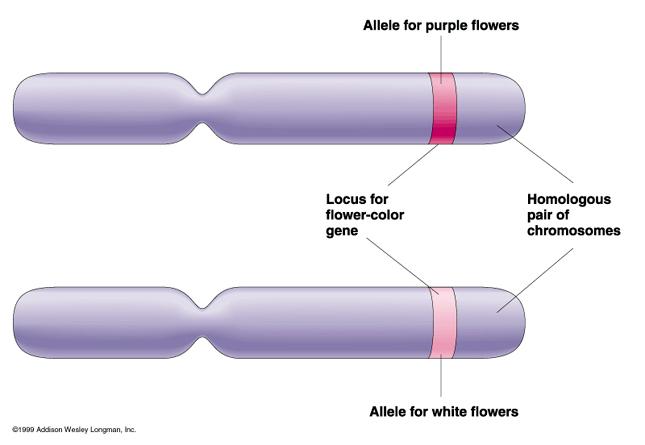 Homologous chromsomes