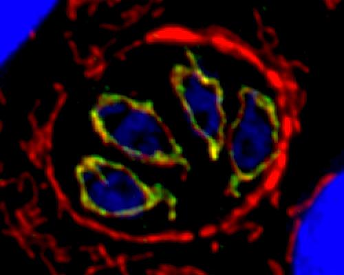 Structure host cell!