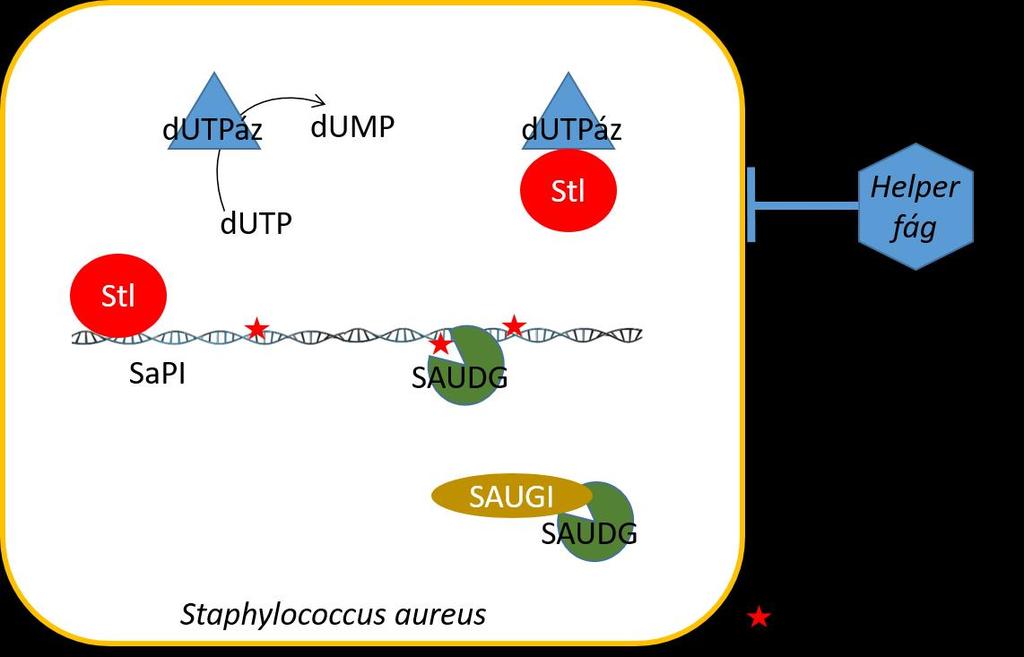 6 ALKALMAZÁSI LEHETŐSÉG Az S. aureus DNS hibajavító fehérjekészlete számos egyedi vonással bír.