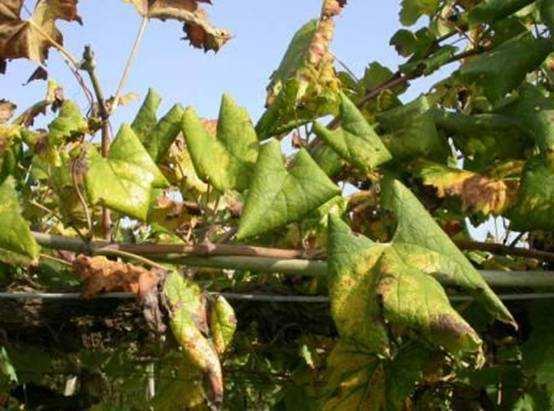 Aranyszínű sárgaság fitoplazma tünete a szőlő levelein Az aranyszínű sárgaságot okozó fitoplazma, a Grapevine Flavescence dorée phytoplasma a szőlő veszélyes új károsítója.