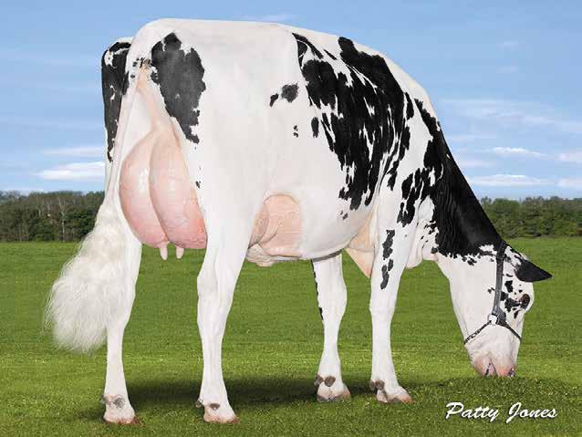 Koepon EMBAS GENUA 5 VG-85 Apina Alta EMBASSY