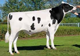 98 97 110 100 ćerki e DE-SU 521 BOOKEM-ET 010 QUEEN ELSA LONG-LANGS OMAN OMAN-ET FG ELSA 5 M PICSTON SHOTTLE-ET BROEKS MBM ELSA Aron, Allen, Archimoto, Augusta,