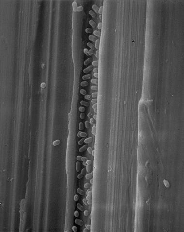 BIOFILM KÉPZŐDÉS Listeria monocytogenes scanning