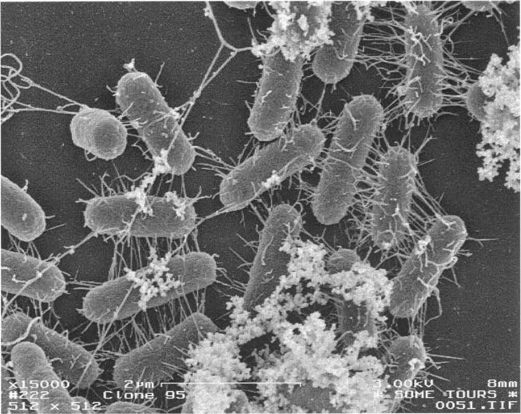 BACTERIAL ECOSYSTEMS