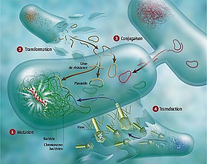 PLASMID