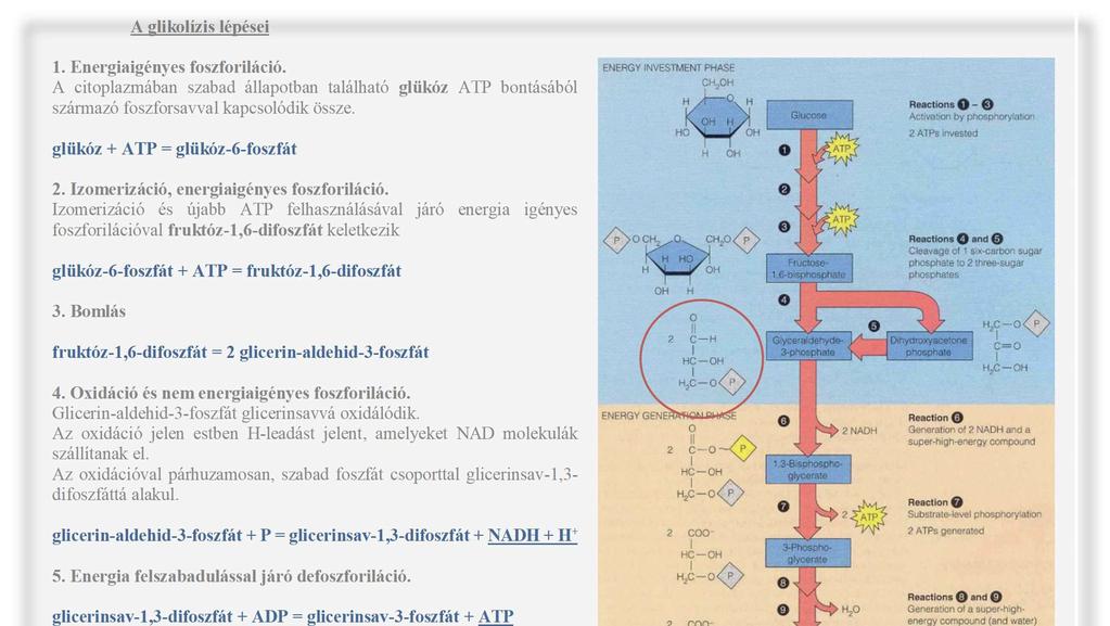 A glikolízis Glikolízisnek nevezzük a glükóztól a piroszőlősavig vezető reakciósorozatot. A glükózlebomlás első szakasza. Nem kell hozzá oxigén, ezért az erjedési folyamatok részét is képezi.