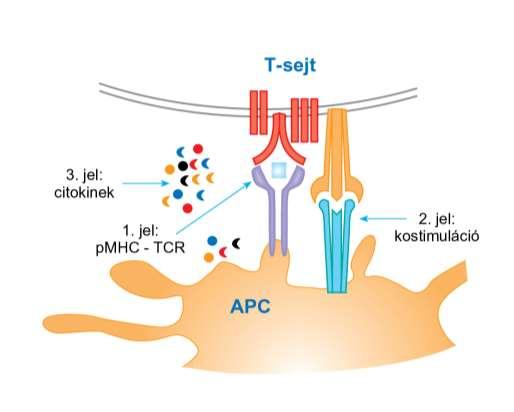 A naív T-sejtek aktiválásához három jel szükséges (aktivációs, túlélési, differenciációs) dendritikus sejt a citokinek által