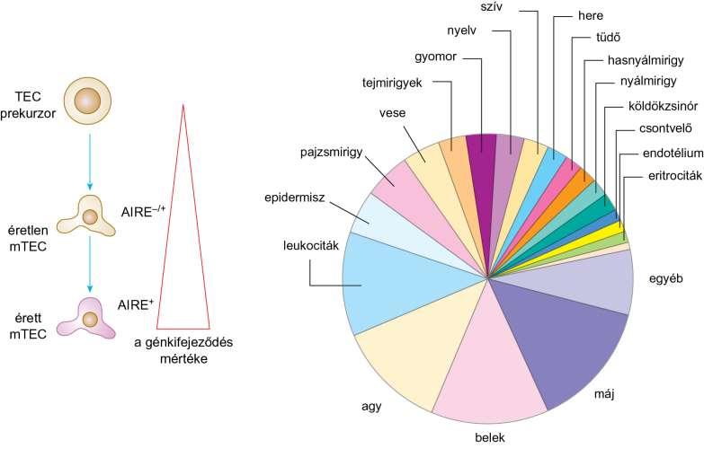 19.4. ábra A véletlenszerű (promiscuous) génexpresszió a tímusz medulláris epitélsejtjeiben (mtec) AIRE: AutoImmune Regulator AIRE gén mutációja: súlyos