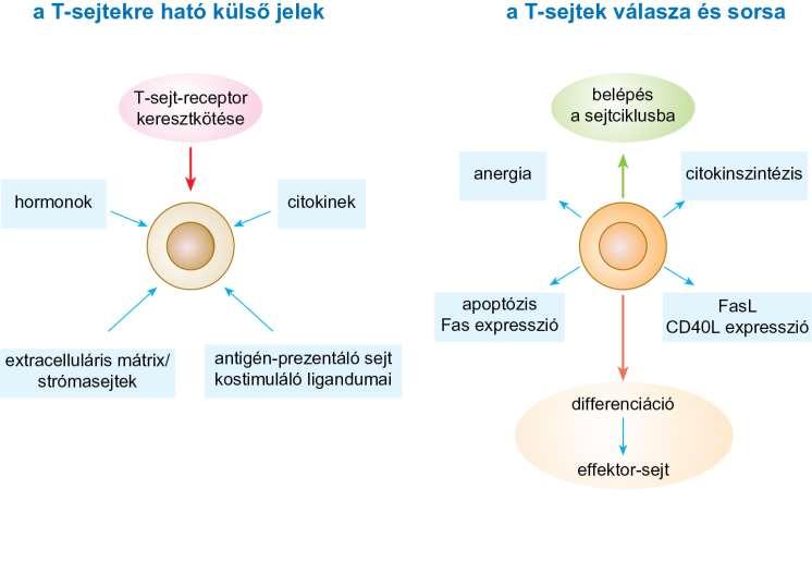 13.9. ábra A T-limfocitákat érő tényezők hatása az antigén-specifikus aktivációra Kóros folyamatok során jelentősen