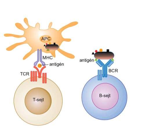 Csak akkor alakul ki hatékony B-sejt válasz, ha a T- és a