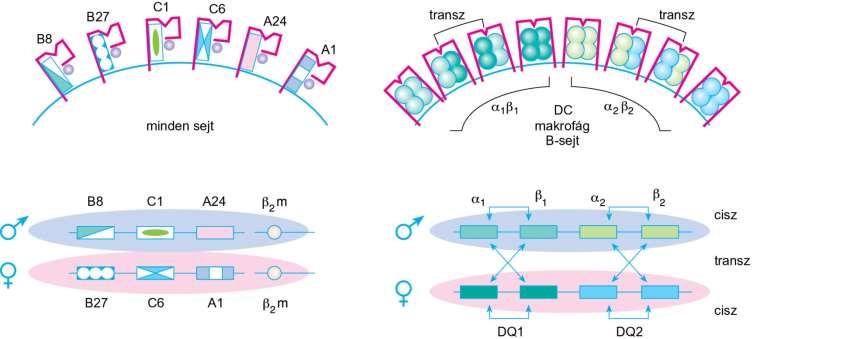 9.8. ábra Az emberi MHC-I (HLA-B,-C és A) és az MHC-II (HLA-DQ A1B1, A2B2) lókuszok alléljei által kódolt fehérjetermékek sejtfelszíni megjelenése