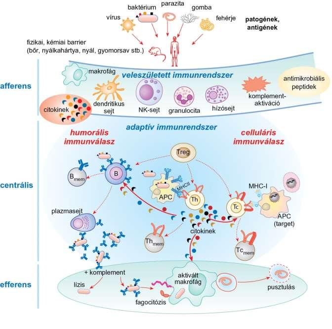 Az immunrendszer működésének kisiklási pontjai - sejtek fejlődése - sejtek differenciálódása - antigénfelismerés - antigénbemutatás - TCR, BCR kialakulása - egyéb receptorok defektusa