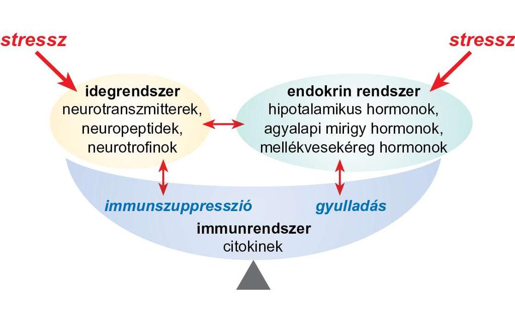 16.1. ábra A három nagy szuperrendszer, az ideg-, immun és endokrinrendszer