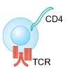 Treg-sejt gátol szabályozó T-sejt (Treg) DC T-sejt