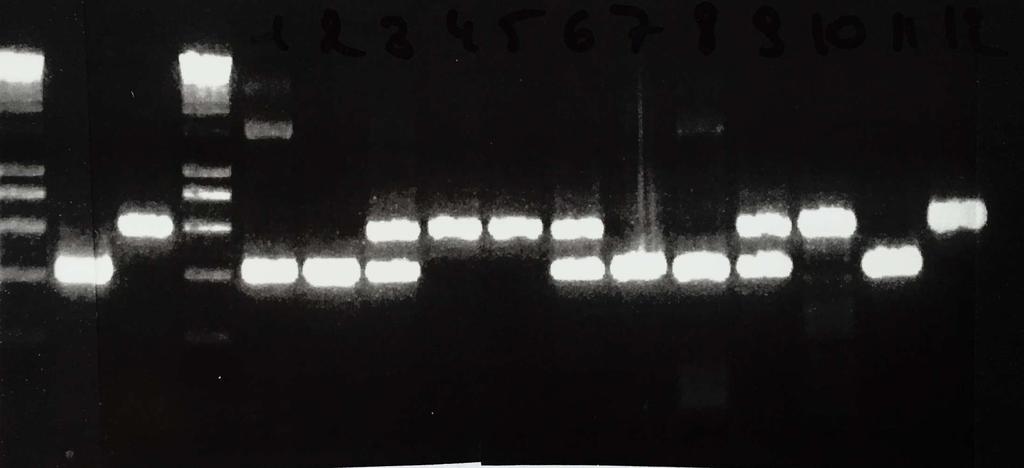 Note that this portion includes exon 13 completely, plus part of the intron between exon 12 and exon 13.