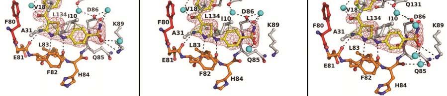 the DFG motif (residues 145-147) in cyan, and other residues in grey.