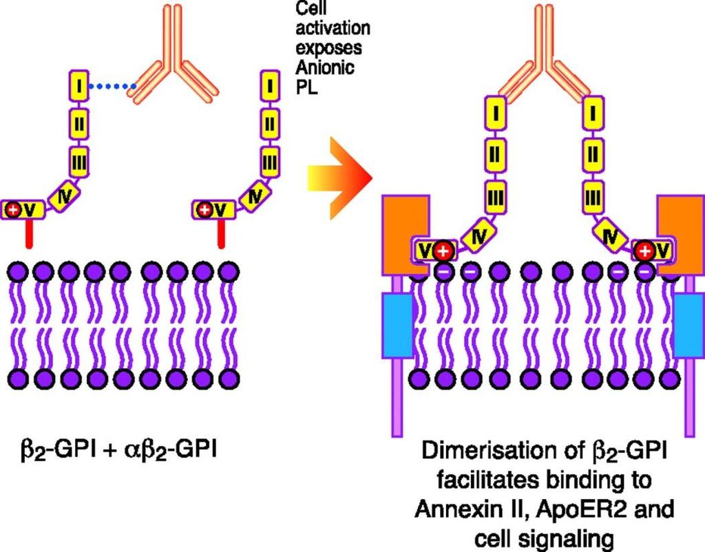 Anti-β2-GPI antitestek Natív (cirkuláris) β2-gpi foszfolipid réteghez kapcsolódva (pl.