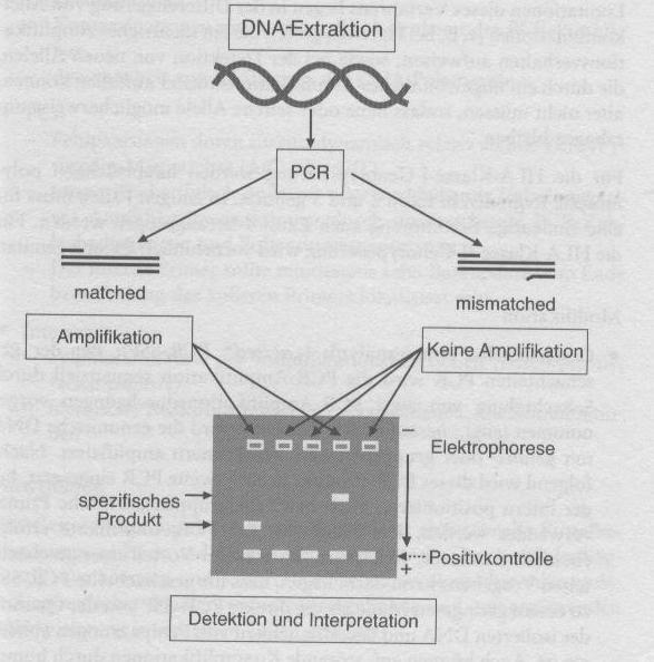 Repair replications of short synthetic DNA s as catalyzed by