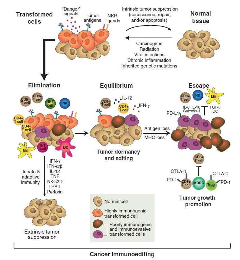 Tumorok immun-szerkezetének változása; A tumor kialakulásának három