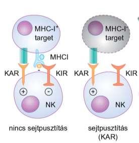tumorsejteket pusztítanak, amelyekben az MHC-I expresszió csökkent