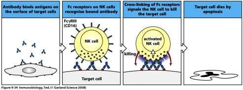 Elpusztított tumorsejt Antitest-mediált lízis* 1) Komplement-aktivációval 2) NK-sejt vagy makrofág