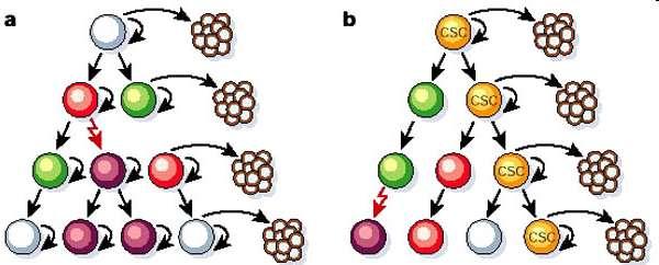 Escape IV a cancer stem cell (tumor őssejtek) védettsége Sztochasztikus tumorképződés (klasszikus modell) Őssejt (CSC)-vezérelt tumorképződés (új modell) A tumor őssejtek, - nem immunogének - igen