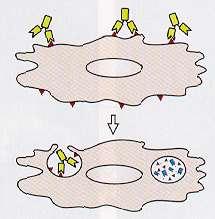 változtatás a tumor kezdetben jellegzetes antigént fejez ki a membránon,