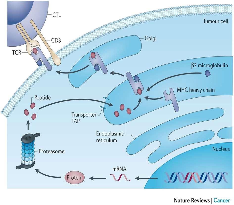 A T-sejtek központi szerepe a daganat-terápiában CTL kostimuláció + IL-2 gátlás
