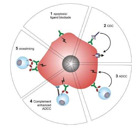 A CD20 antitest + komplement mediált B-sejtpusztítás