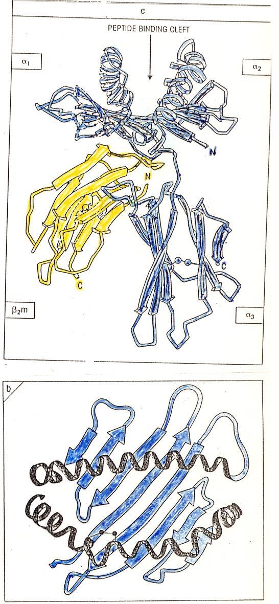 HLA antigén háromdimenziós szerkezet (HLA-A2) oldalnézet