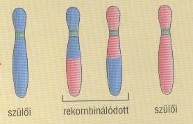 Crossing-over jelenség a meiotikus sejtosztódás profázis szakaszában Crossing
