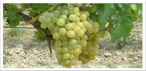 A szőlőnemesítési hagyományok