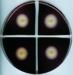 ΔpcGH ΔpoA ΔpcI ΔpoA ΔpcGH ΔpcI c ΔpoA ΔpcGH ΔpcI d EPS production (mg/ml) 5 4 3 2 1