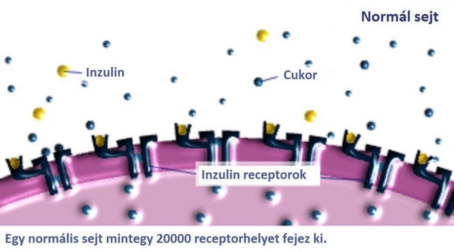 14 Fülöp Vilmos Demeter János a 25-hydroxy D3-vitamin 50 ng/ml fölé emelkedjen, magnéziumot, krómot, vanádiumot és szelént.