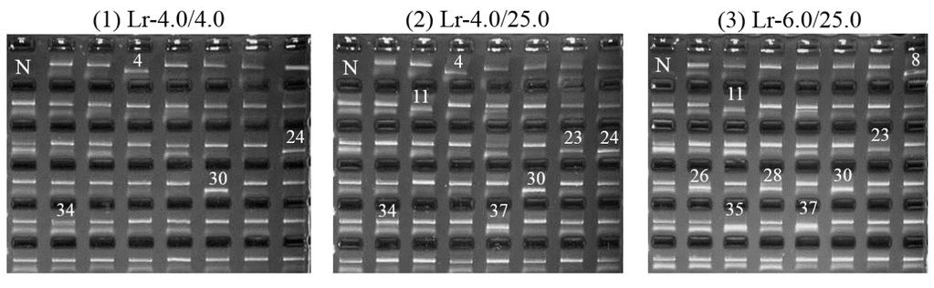 4 Choi et al. (2016) Asian Australas. J. Anim. Sci. 29:321-326 Supplementary Figure 1. SLA class I haplotypes for the Yucatan miniature pigs. (1) Lr-4.