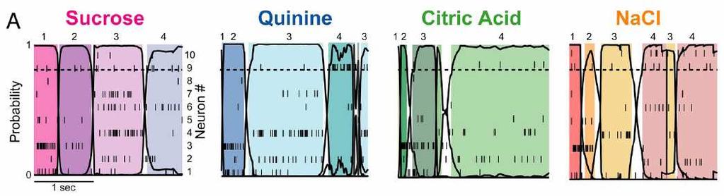 Neurons in the rat s gustatory cortex generate a taste-specific sequential pattern.