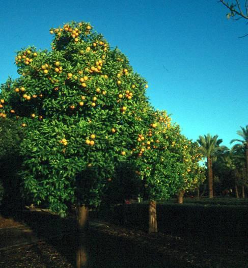 Citrus aurantium keserűnarancs Rutaceae rutafélék