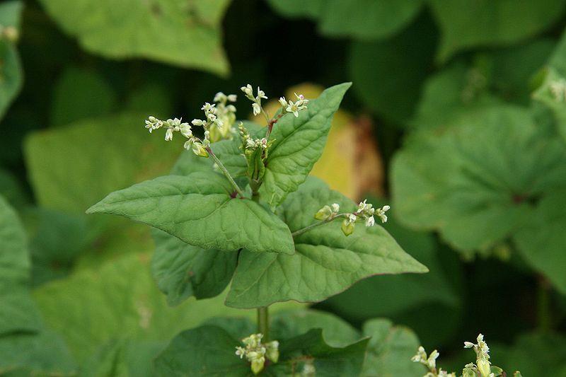 Fagopyrum esculentum pohánka /