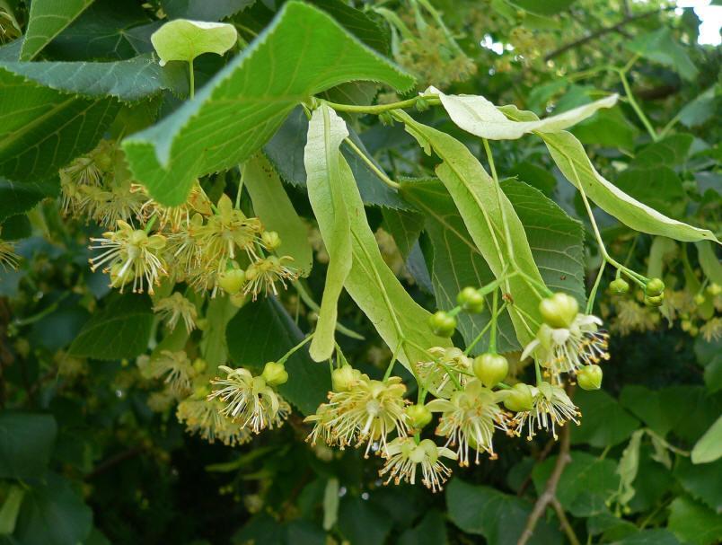 Tilia sp.