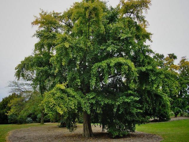 Ginkgo biloba ginkgofa