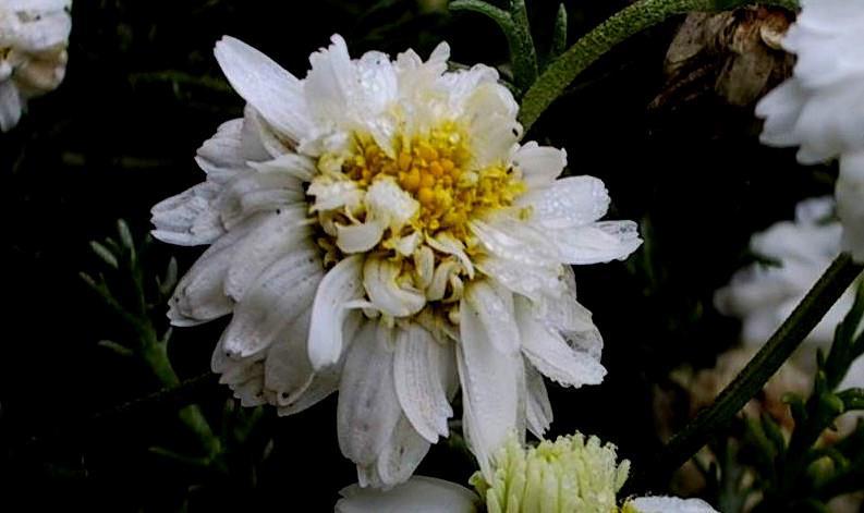 Anthemis nobilis (syn.