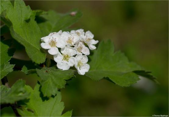 Crataegus sp.