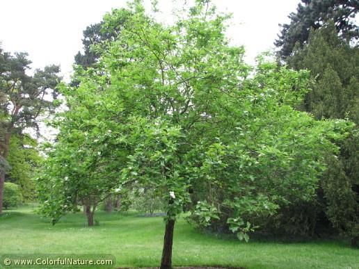 Crataegus nigra fekete