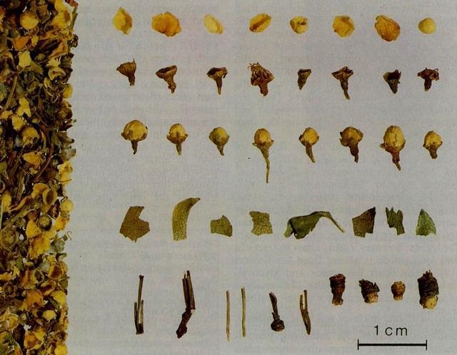 Crataegi folium cum flore galagonya virágos ágvég Hatás: a szívizom összehúzódását fokozza csökkenti a pulzusszámot tágítja az ereket - csökkenti a vérnyomást növeli a szívizom oxigénhiánnyal