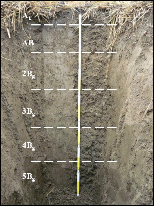 Terepi tapasztalatok A 1 0-10 cm; gyökerekkel sűrűn átszőtt; humuszos, morzsás szerkezet; kiválásmentes; fizikai féleség: homokos vályog; szín: 10YR 2/2.