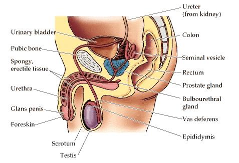 Férfi nemi szervek Húgyvezeték Húgyhólyag Ondóhólyag